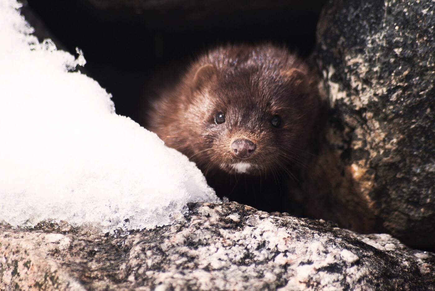 mink.jpg